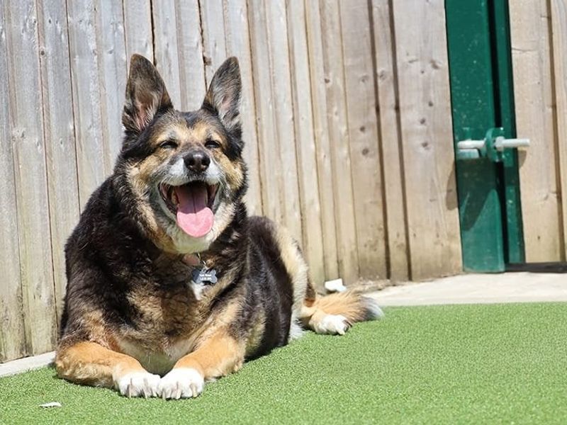 German Shepherd for adoption in Leeds, Yorkshire – 11 years old