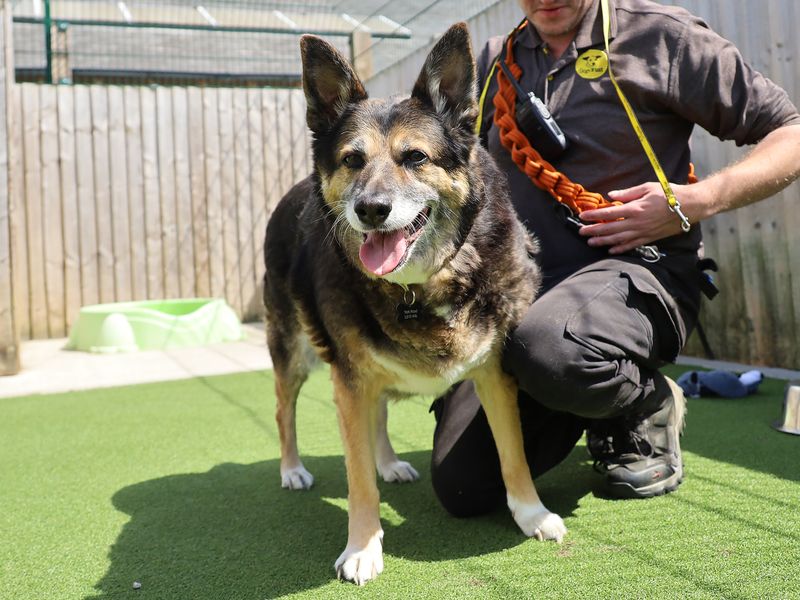 German Shepherd for adoption in Leeds, Yorkshire – 11 years old - Image 2 of 2