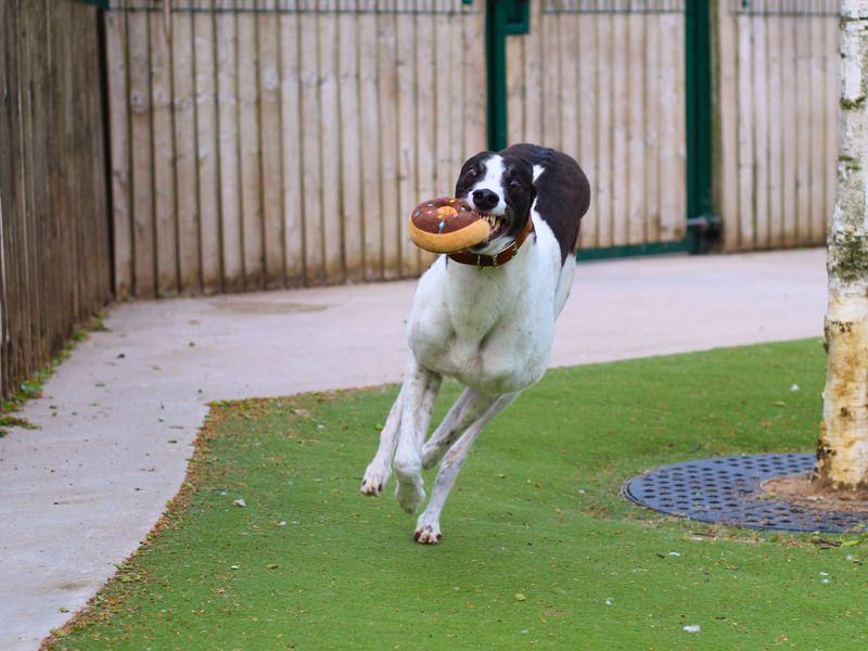 Greyhound for adoption in Manchester, Greater Manchester – 3 years old - Image 2 of 5