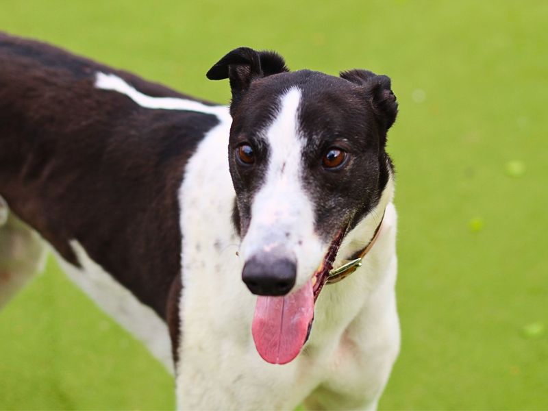 Tom for sale in Manchester, Greater Manchester | Image 3