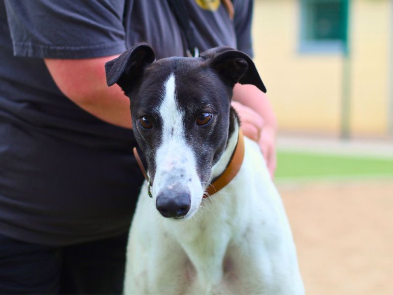 Greyhound for adoption in Manchester, Greater Manchester – 3 years old - Image 4 of 5