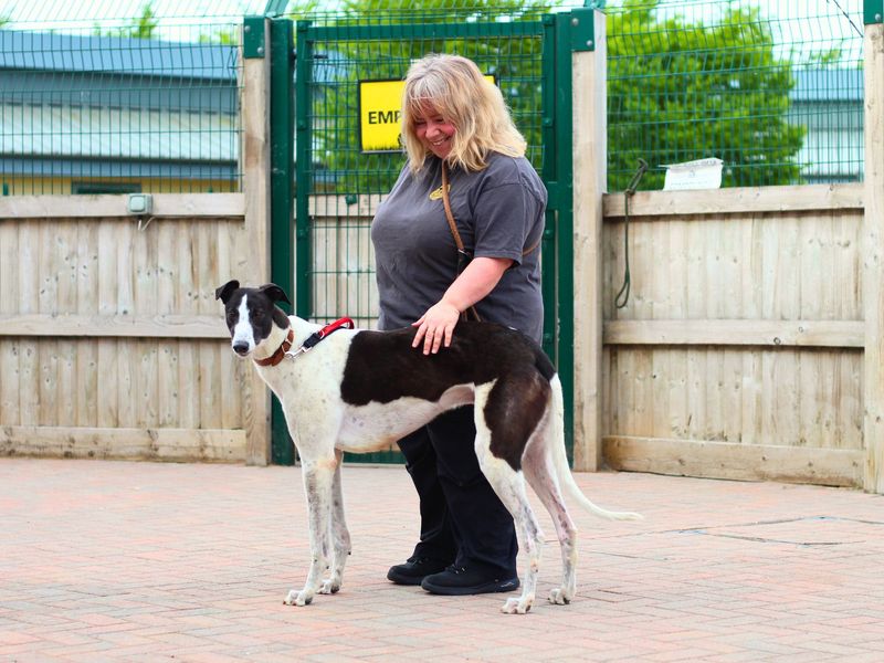 Greyhound for adoption in Manchester, Greater Manchester – 3 years old - Image 5 of 5