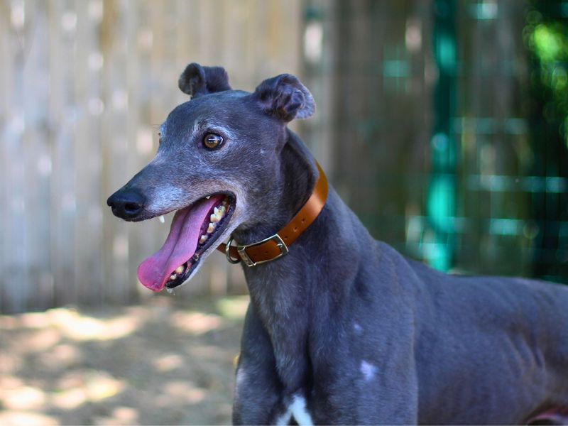 Greyhound for adoption in Manchester, Greater Manchester – 4 years old - Image 2 of 2