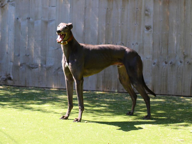 Greyhound for adoption in Manchester, Greater Manchester – 4 years old