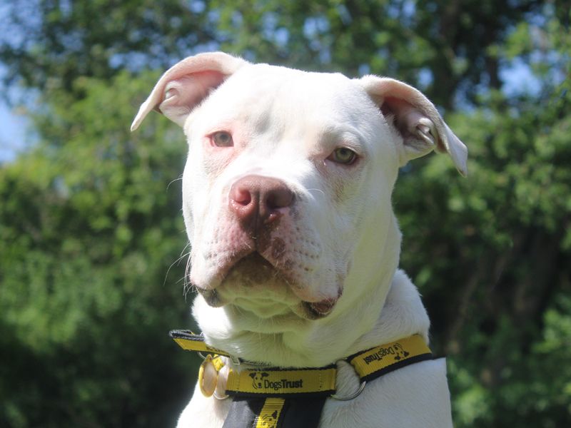 Kaos | American Bulldog | Merseyside (Liverpool) - 1