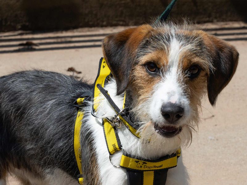 Beagle for adoption in Wymeswold, Leicestershire – 10 months old