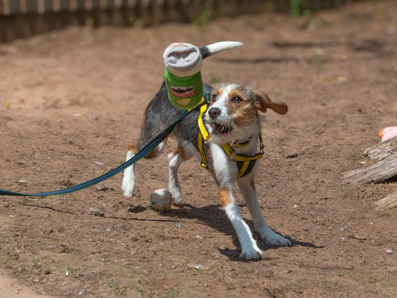 Beagle for adoption in Wymeswold, Leicestershire – 1 year old - Image 2 of 3
