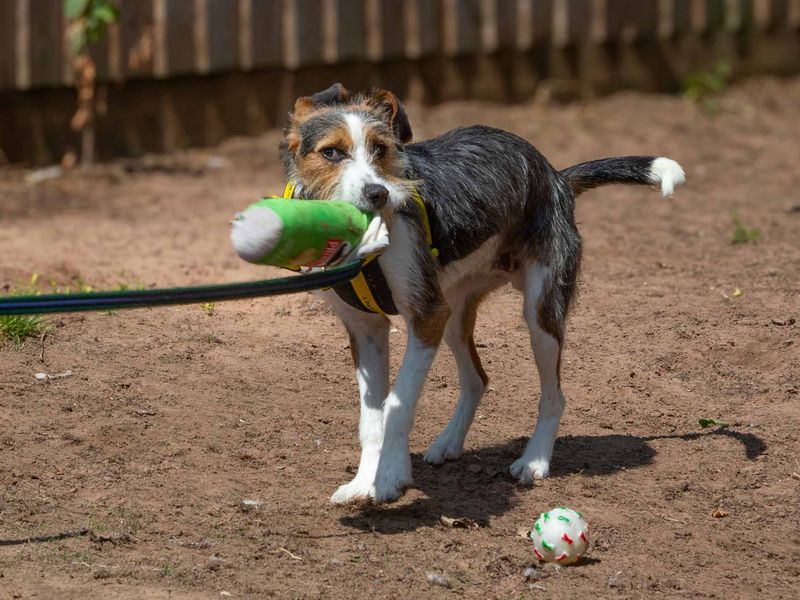 Beagle for adoption in Wymeswold, Leicestershire – 1 year old - Image 3 of 3