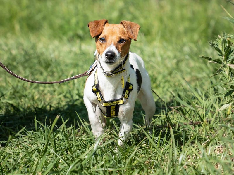 Rory for sale in Wymeswold, Leicestershire - Image 2
