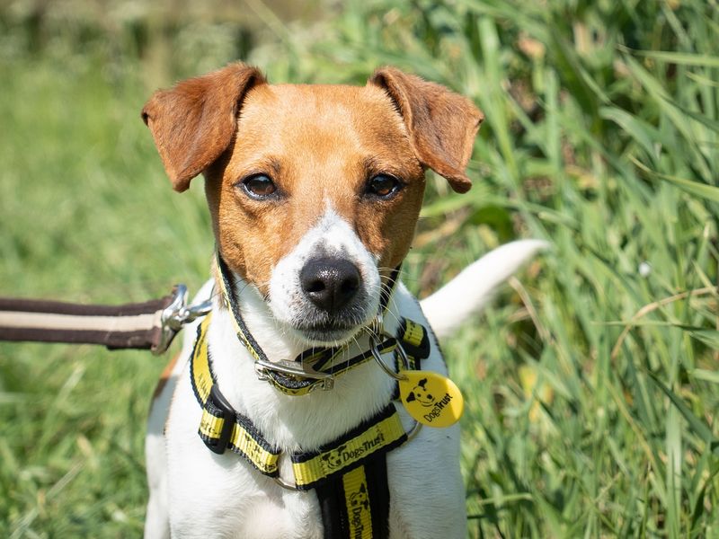 Rory for sale in Wymeswold, Leicestershire