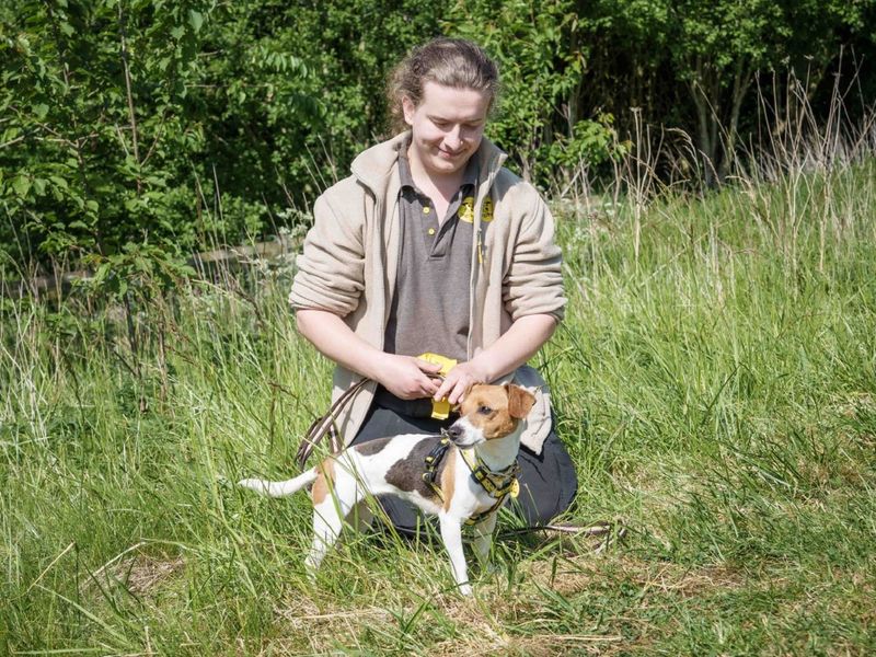 Rory for sale in Wymeswold, Leicestershire - Image 3