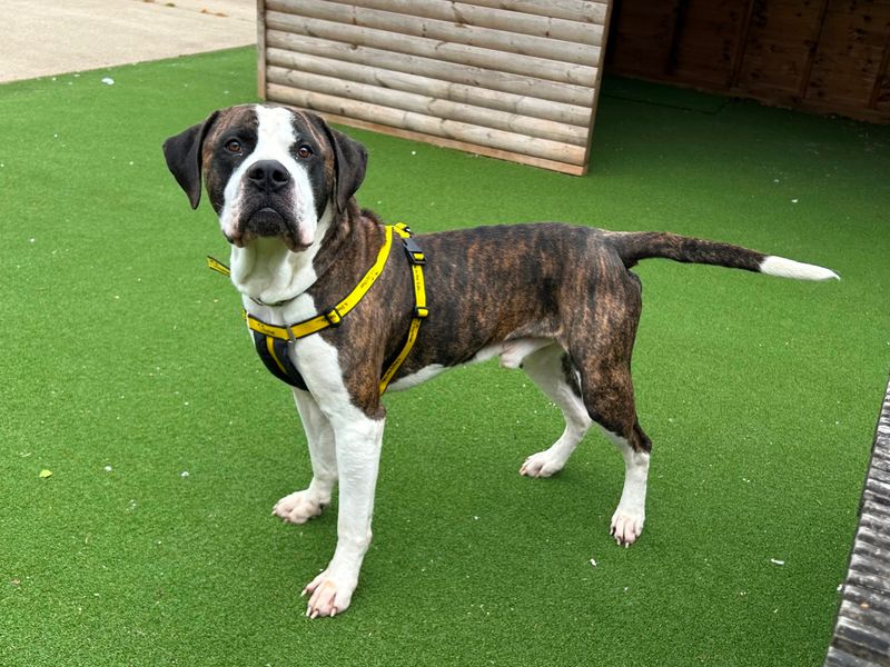 Chance | Crossbreed | Loughborough - 1