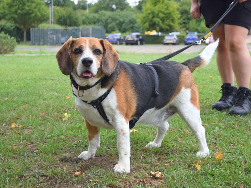 Beagle for adoption in Uxbridge, London – 9 years old