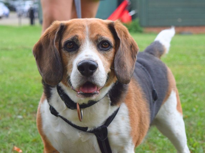Beagle for adoption in Uxbridge, London – 9 years old - Image 2 of 2