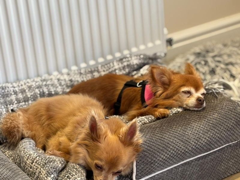 Chihuahua for adoption in Telford, Shropshire – 10 years old - Image 3 of 4