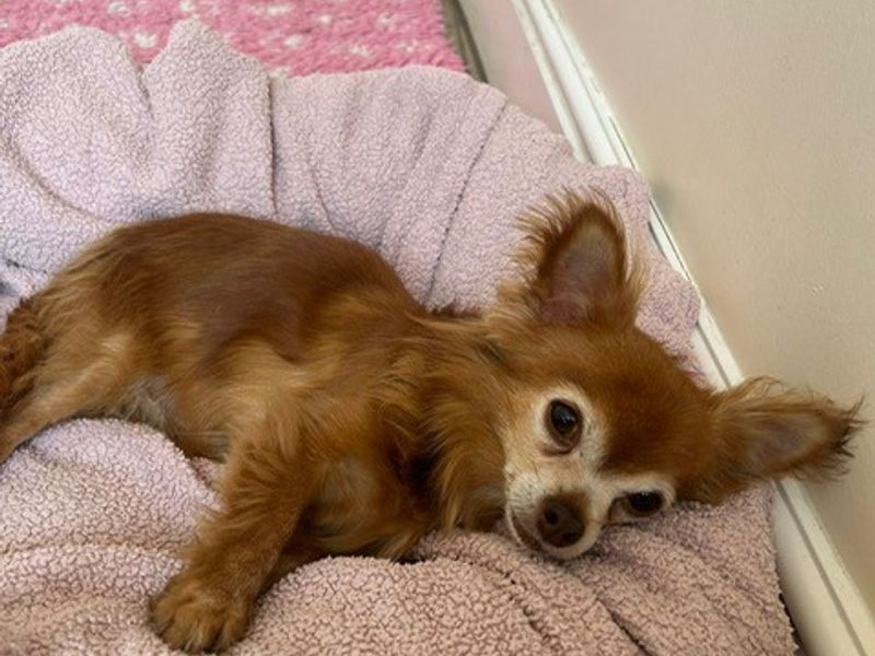 Chihuahua for adoption in Telford, Shropshire – 10 years old - Image 2 of 4