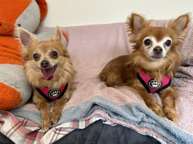 Chihuahua for adoption in Telford, Shropshire – 10 years old