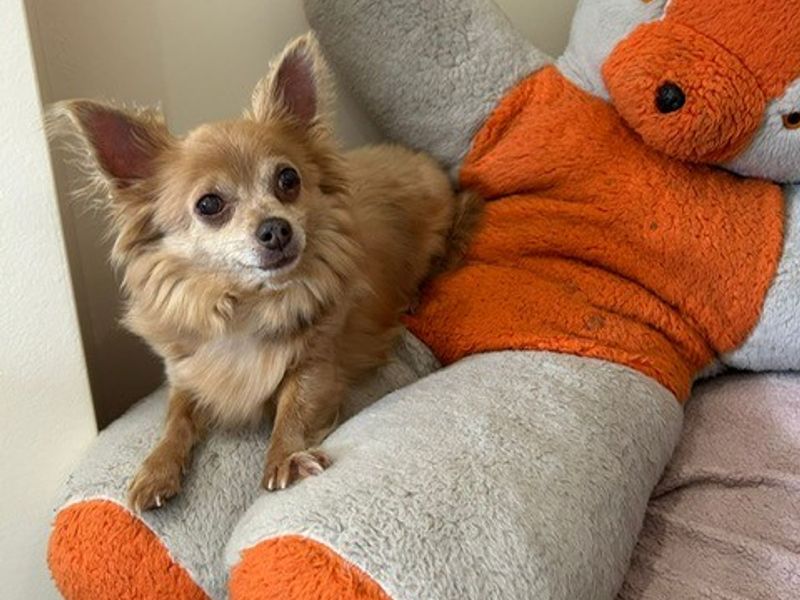 Chihuahua for adoption in Telford, Shropshire – 10 years old - Image 4 of 4