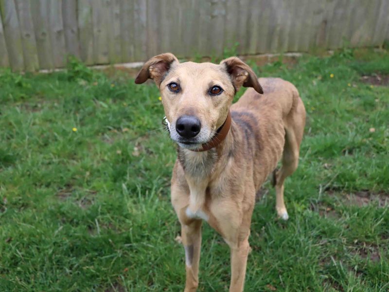 Simba | Lurcher | Darlington - 1