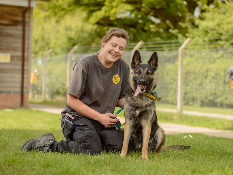 German Shepherd for adoption in Kenilworth, Warks – 1 year old - Image 2 of 4