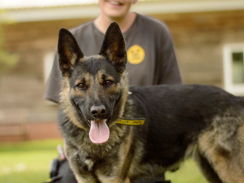 German Shepherd for adoption in Kenilworth, Warks – 1 year old - Image 3 of 4