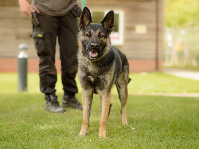 German Shepherd for adoption in Kenilworth, Warks – 1 year old - Image 4 of 4