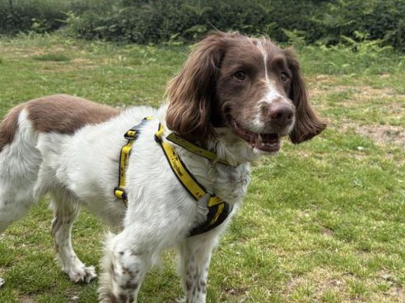 Springer Spaniel for adoption in Snetterton, Norfolk – 8 years old - Image 3 of 3