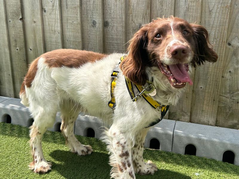 Springer Spaniel for adoption in Snetterton, Norfolk – 8 years old - Image 2 of 3