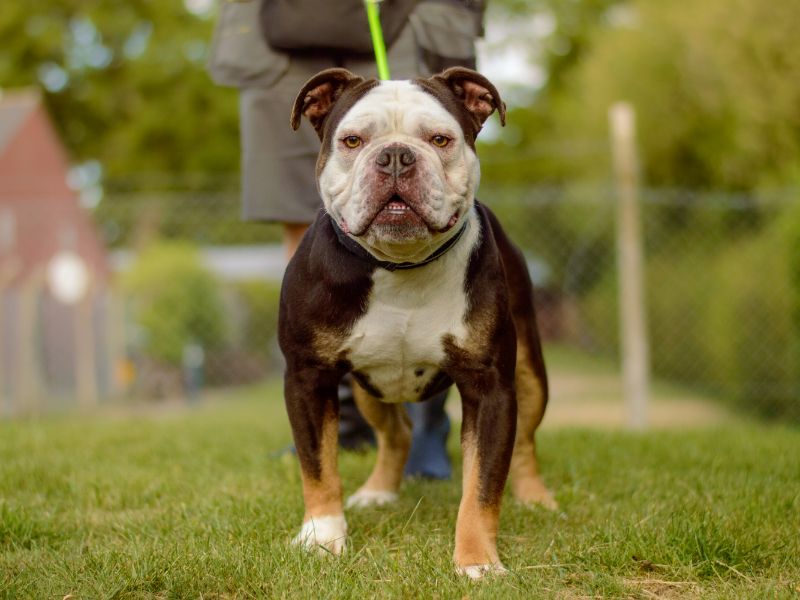 English Bulldog for adoption in Kenilworth, Warks – 4 years old