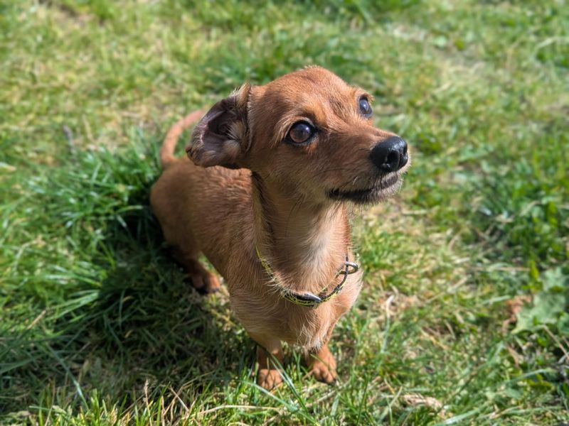 Mabel for sale in Mid Glamorgan, Wales | Image 2