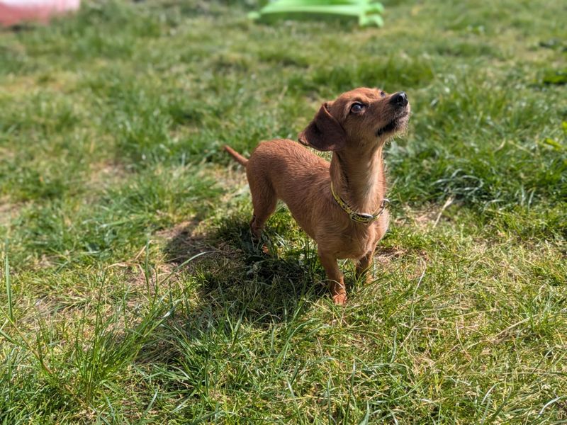Mabel for sale in Mid Glamorgan, Wales | Image 4