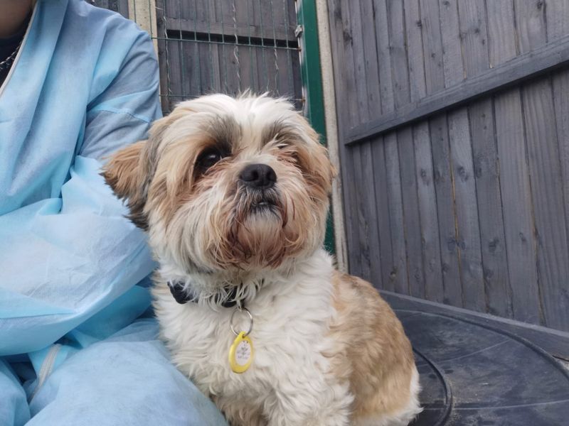 Shih Tzu for adoption in Shoreham by Sea, West Sussex – 1 year old