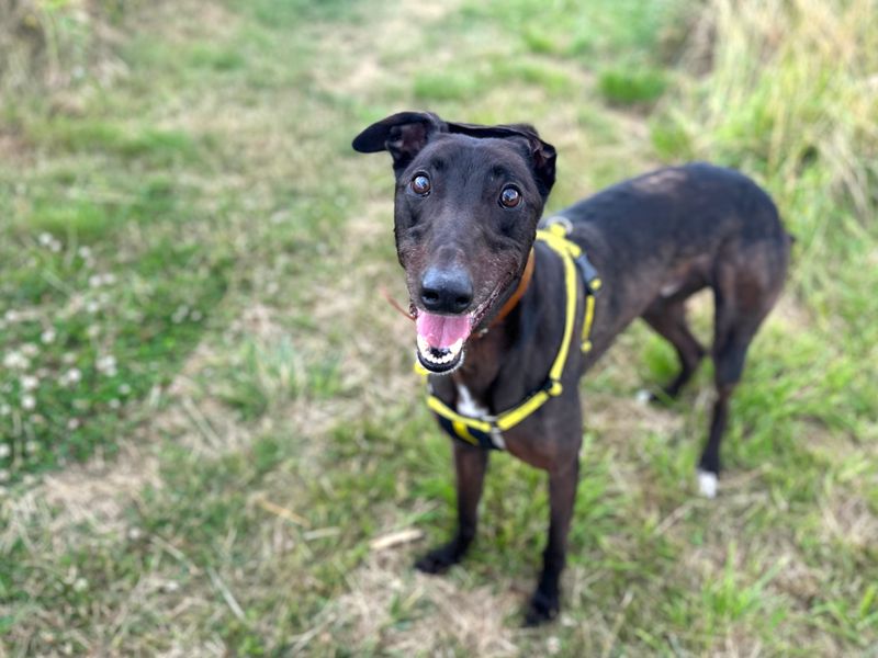 Drake | Greyhound | Shoreham (Sussex) - 1