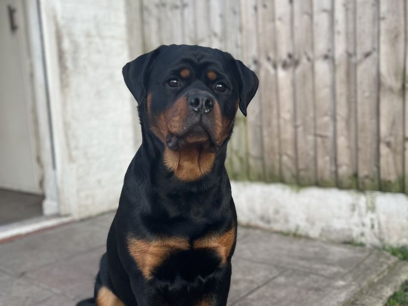 Chop | Rottweiler | Shrewsbury (Shropshire) - 1