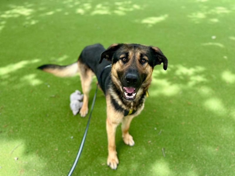 German Shepherd for adoption in Chestfield, Kent – 2 years old - Image 4 of 4