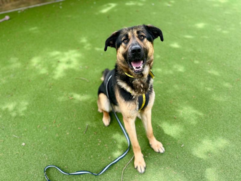 Sammy for sale in Chestfield, Kent