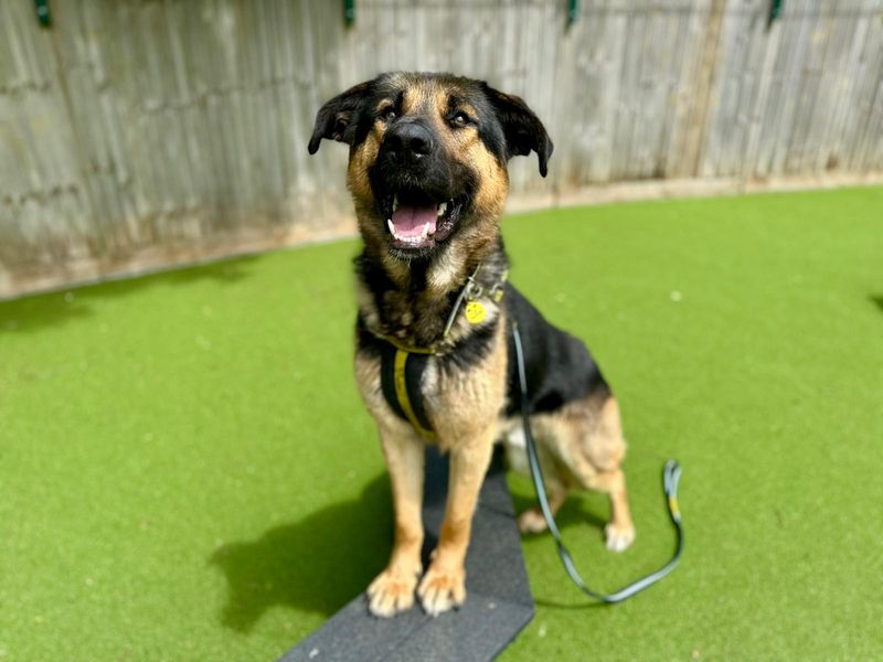 Sammy for sale in Chestfield, Kent | Image 2