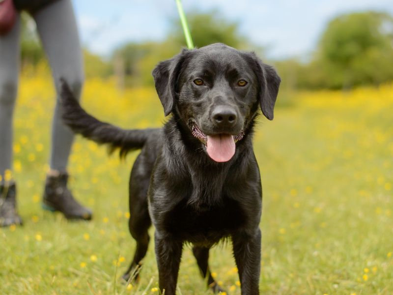 Brodie | Retriever (Labrador) Cross | Kenilworth (West Midlands) - 1