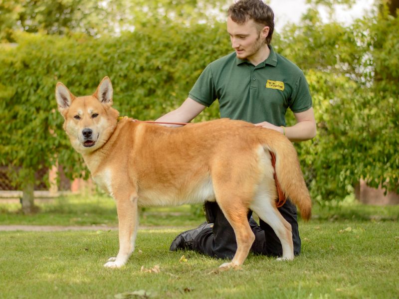 German Shepherd for adoption in Kenilworth, Warks – 6 years old - Image 4 of 4