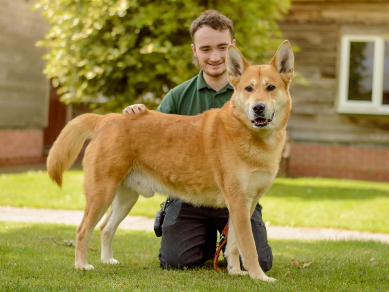 Sarge for sale in Kenilworth, Warks