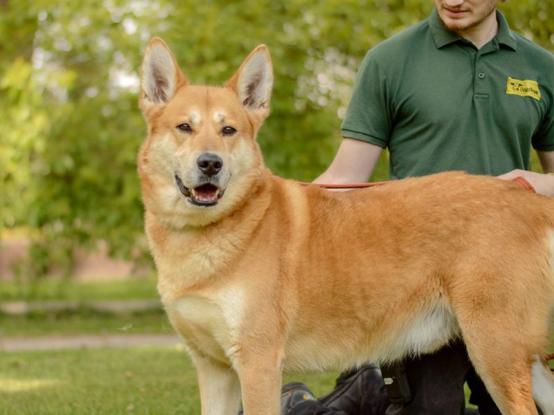 German Shepherd for adoption in Kenilworth, Warks – 6 years old - Image 3 of 4