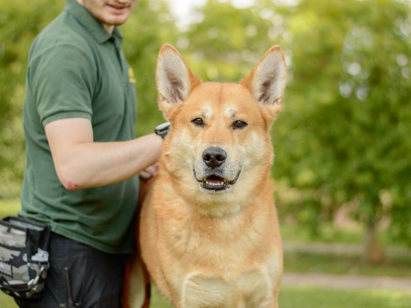 German Shepherd for adoption in Kenilworth, Warks – 6 years old - Image 2 of 4