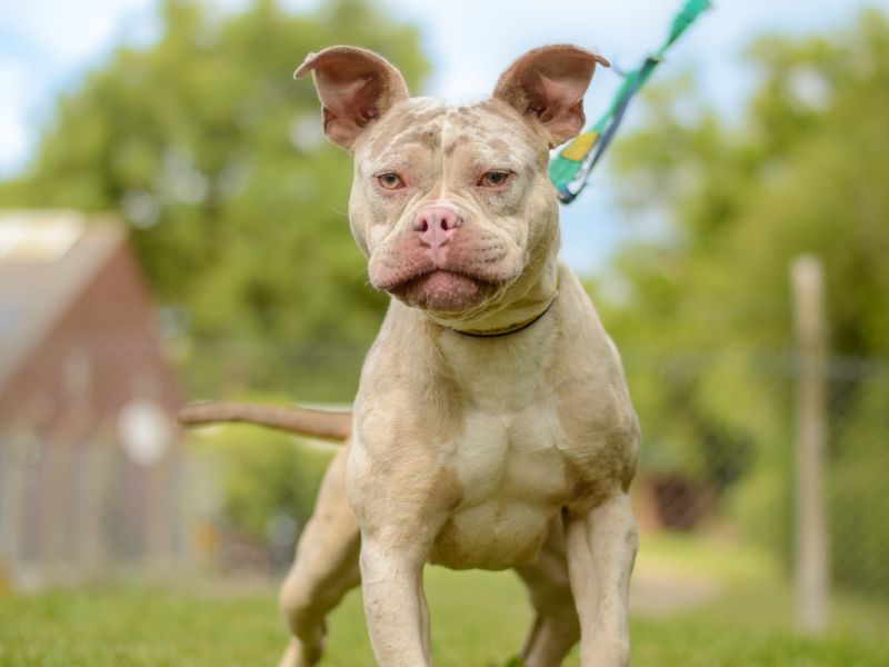 Berry | Crossbreed | Kenilworth (West Midlands) - 1
