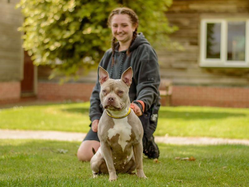 French Bulldog for adoption in Kenilworth, Warks – 1 year old - Image 2 of 4