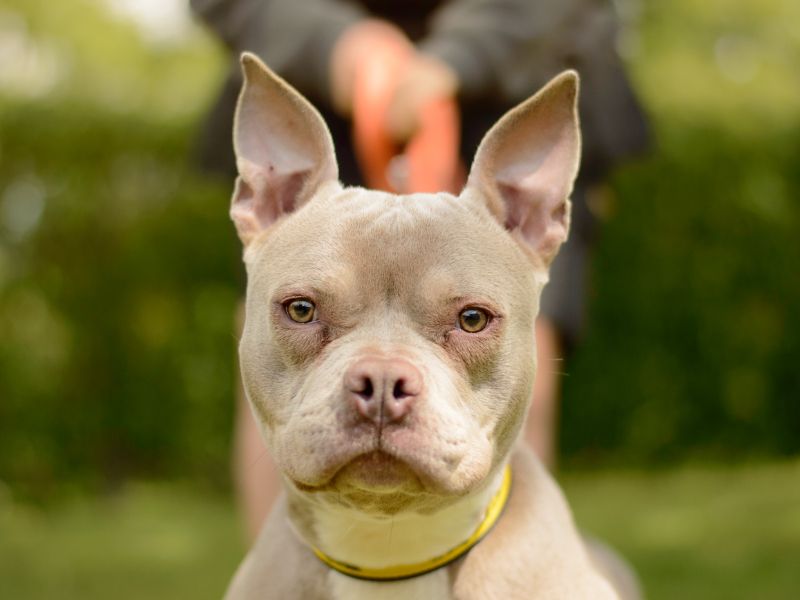 French Bulldog for adoption in Kenilworth, Warks – 1 year old - Image 3 of 4