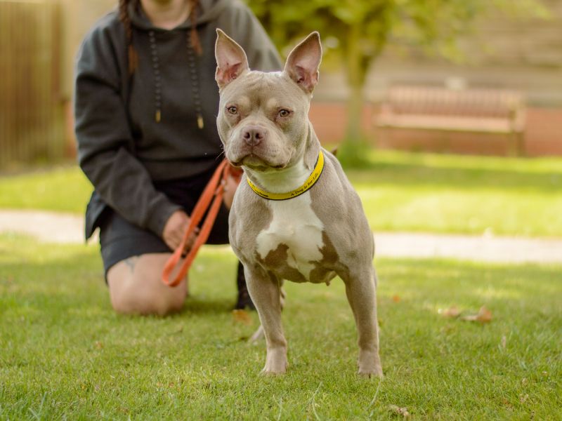 French Bulldog for adoption in Kenilworth, Warks – 1 year old - Image 4 of 4