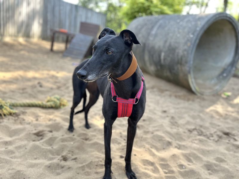 Doreen | Greyhound | Ilfracombe - 1