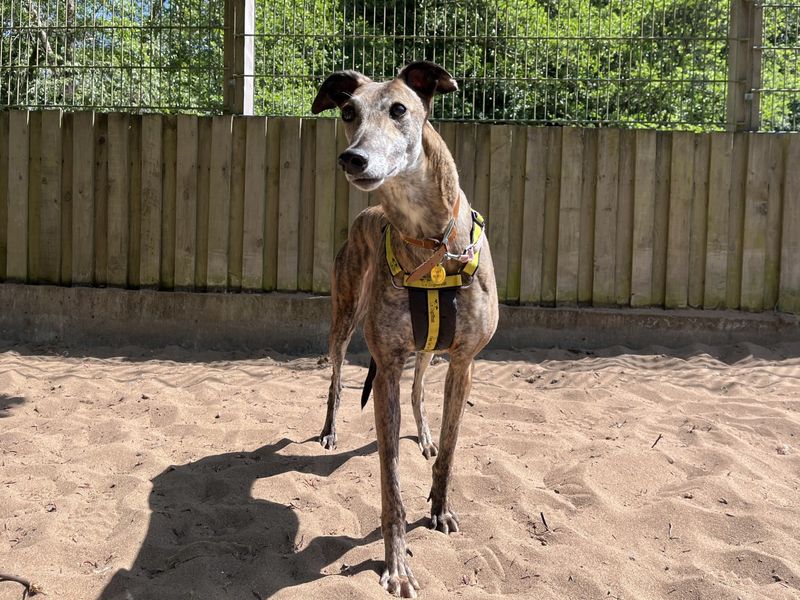 Greyhound for adoption in Ilfracombe, North Devon – 4 years old
