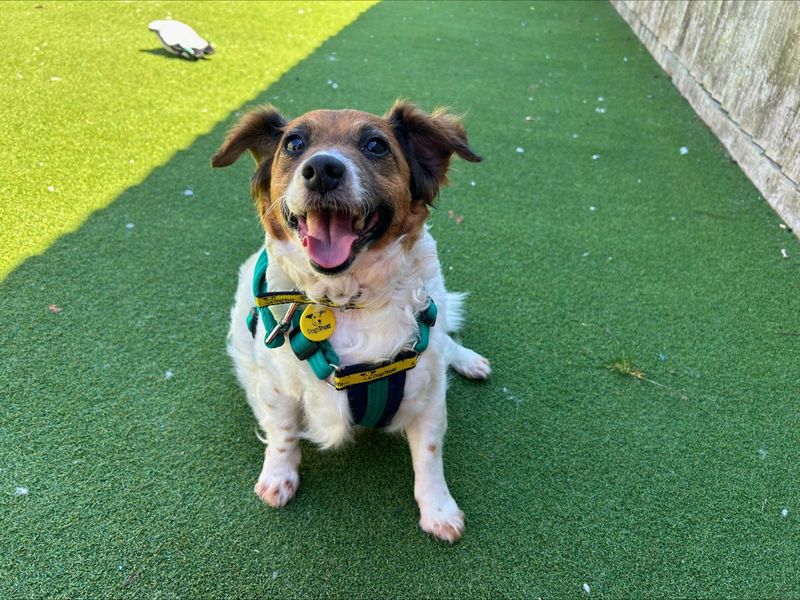 Jack Russell for adoption in Newton Tony, Wiltshire – 11 years old - Image 2 of 4