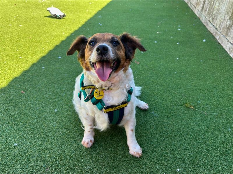 Jack Russell for adoption in Newton Tony, Wiltshire – 11 years old - Image 4 of 4